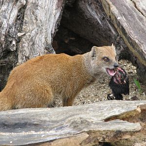 Beale Park, Berkshire