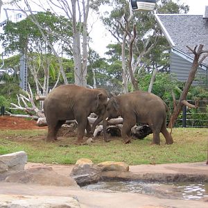 Taronga's new Asian Elephants