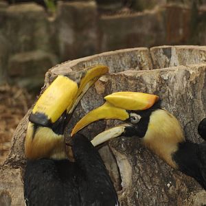 Great Indian Hornbills