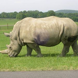 White Rhino at Longleat: 2006