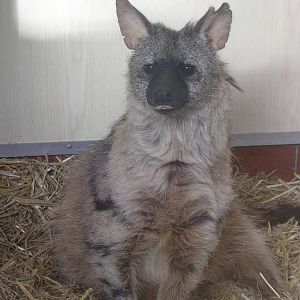 Aardwolf at Twycross Zoo