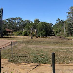 Australia Zoo - Elephants Panorama