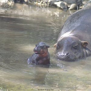 Pygmy Hippo Calf and Mum