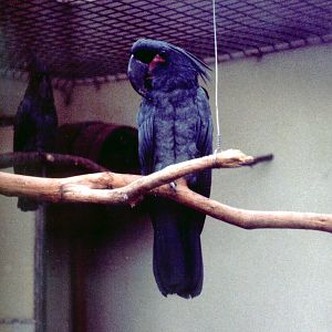 Greater Palm Cockatoo