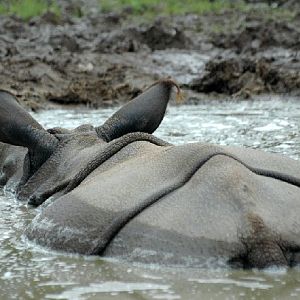 Indian Rhino