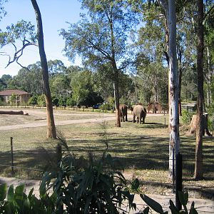Elephants at Australia Zoo