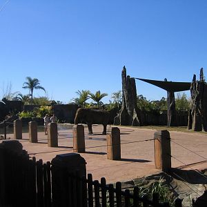 Elephants at Australia Zoo