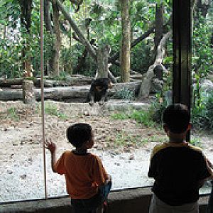 New Sunbear exhibit, Singapore Zoo