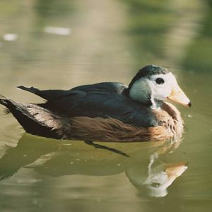 African Pygmy Goose, Blackbrook 2007