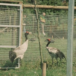 Black-necked Crane, Blackbrook 2006