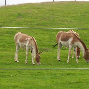 kiang at the highland wildlife park