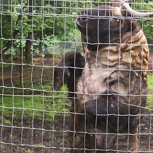 mishmi takin at edinburgh zoo