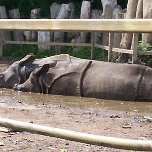 indian rhino at edinburgh zoo