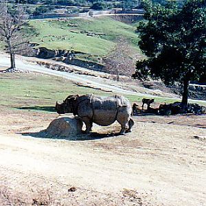 Indian rhino @ San Deigo WAP