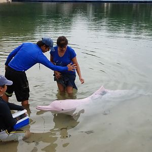 Pink Dolphin, Underwater World Singapore
