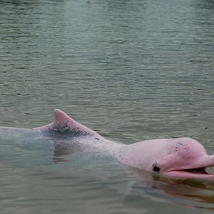 Pink Dolphin, Underwater World Singapore