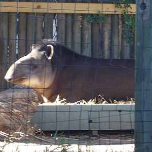 Tiquie, Tagonga's new  10 year old Brazilian Tapir