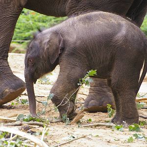 Swe Zin of Emmen Zoo, born August 8, 2007