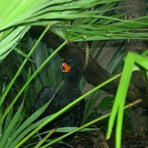 Red billed curassow