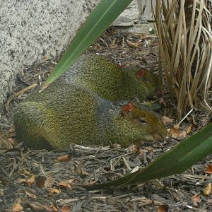 Azara's agouti at Chester zoo