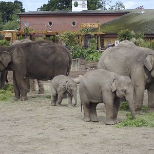 Elephants at Chester