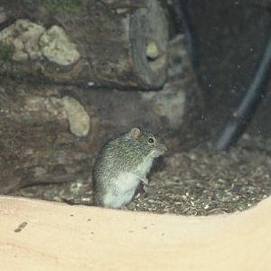 unidentified mouse Chester Zoo