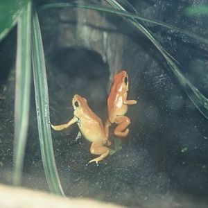 Splashback Poison Dart Frogs, Chester Zoo