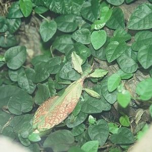 Leaf Insect, Chester Zoo 2007
