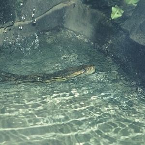 Green Anaconda, Chester Zoo