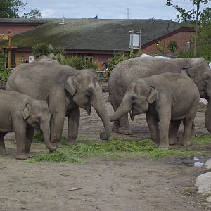 Elephants at Chester