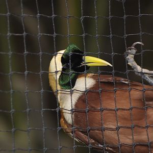 Young male red bird of Paradise