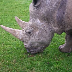 White rhino