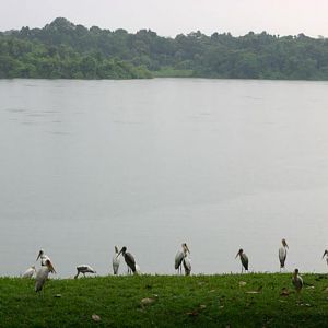 Painted and Milky Storks, Singapore Zoo