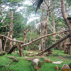 Revamped Orang Utan Island, Singapore Zoo