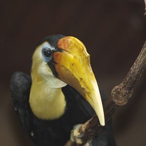 Wrinkled Hornbill