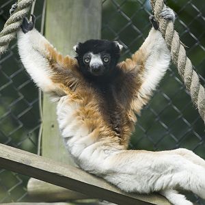 Crowned Sifaka