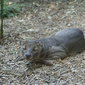 Fossa