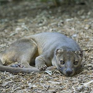 Fossa
