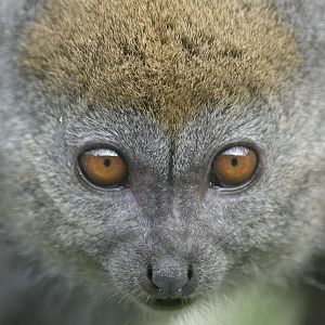 Alaotra Gentle Lemur