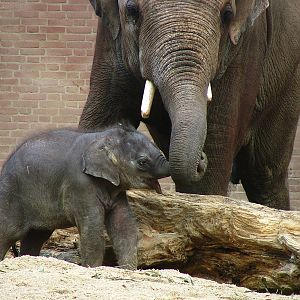 Artis (Amsterdam Zoo)