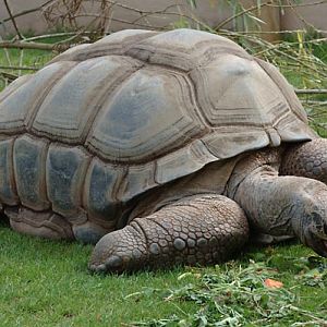 Seychelles giant tortoise?