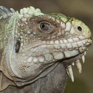 Lesser Antillean Iguana