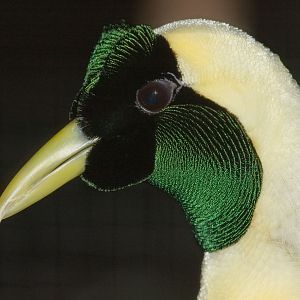 Red bird of paradise