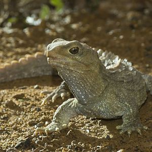 Tuatara