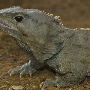 Tuatara