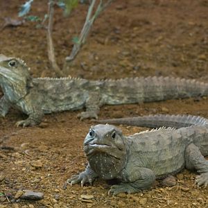 Tuatara