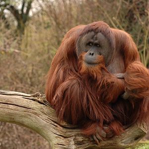 Sumatran orang utan