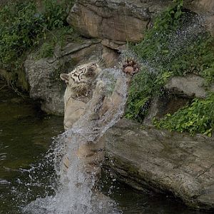 Feeding time, Singapore Zoo