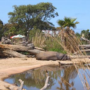 Hippo at Werribee