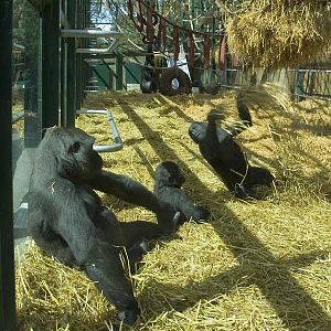 'Palace of the Apes', external cage